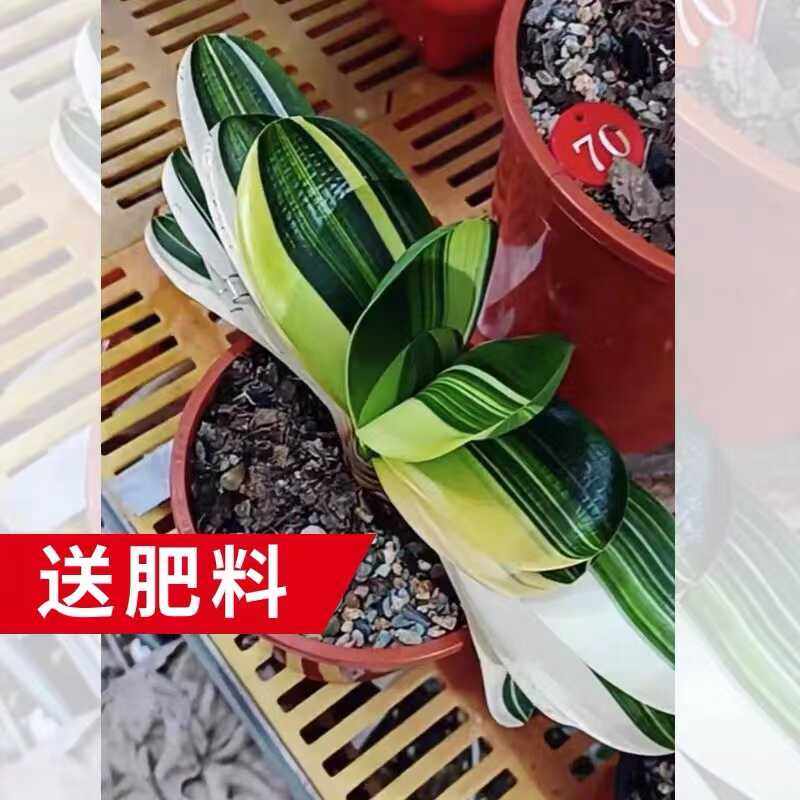 东北君子兰盆栽精品彩兰圆头短叶麻脸绿植花卉室内阳台四季好养活