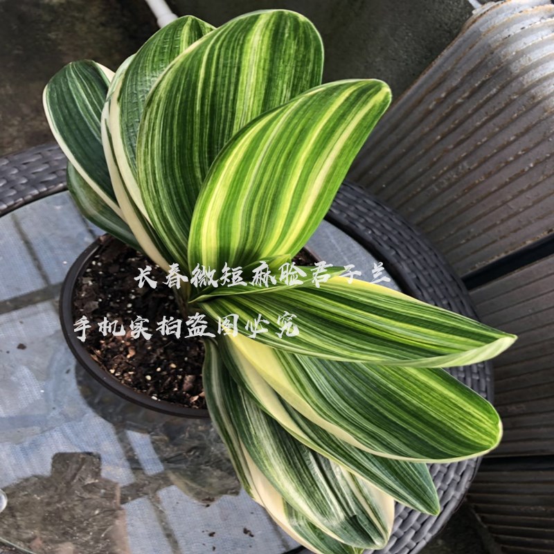 东北君子兰精品五彩金丝 鸳鸯彩兰小苗 短叶油匠窗台盆栽绿植花卉