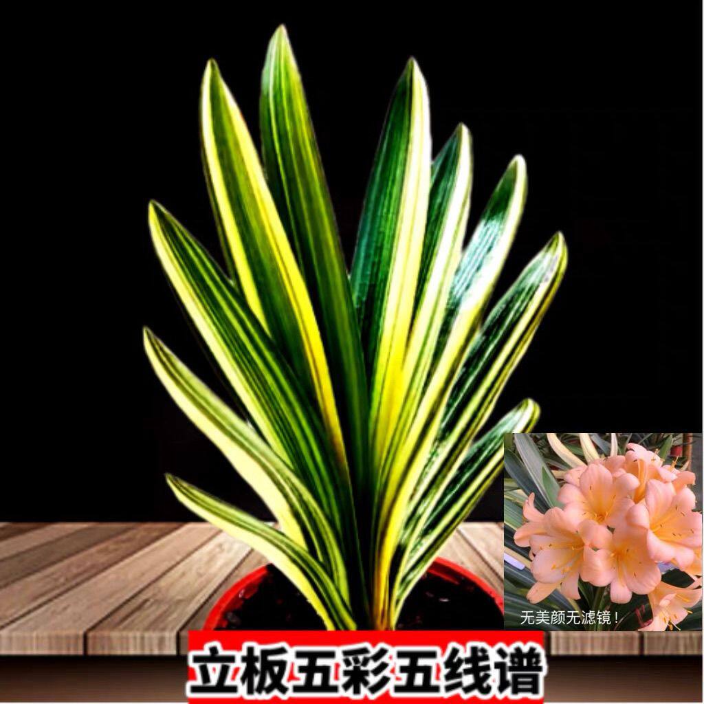 高档君子兰立板五彩金丝彩兰小苗凤凰金丝彩佛手鸳鸯绿植盆栽花卉