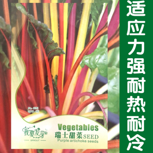多彩甜菜种子 瑞士彩虹叶用甜菜种籽彩色莙荙菜 特菜观赏蔬菜种孑