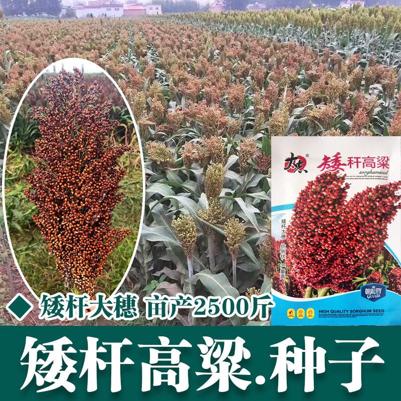 铁杆杂交高粱种子株高1米高产抗倒抗鸟抗旱酿造型矮杆红高粱春季