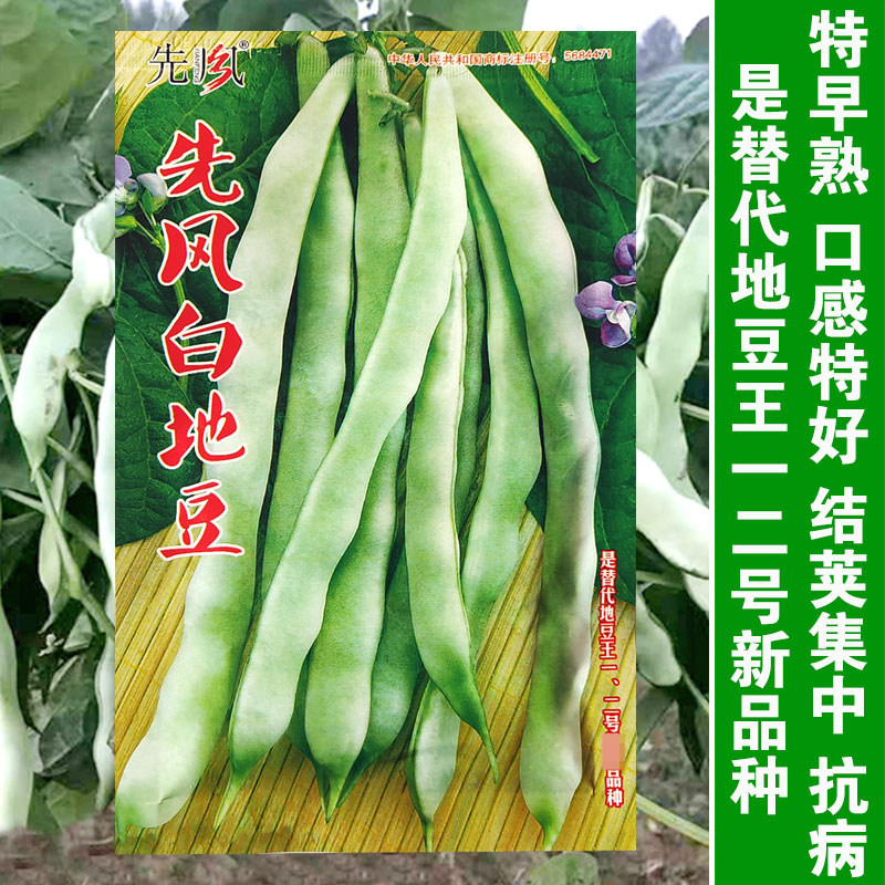 先风白地豆王种子四季豆芸豆无架蔬菜种籽农家四季播高产菜豆种子