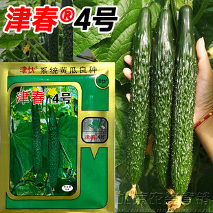 津春4号黄瓜种子津优黄瓜种子籽津春四号良种高产蔬菜种子春夏播