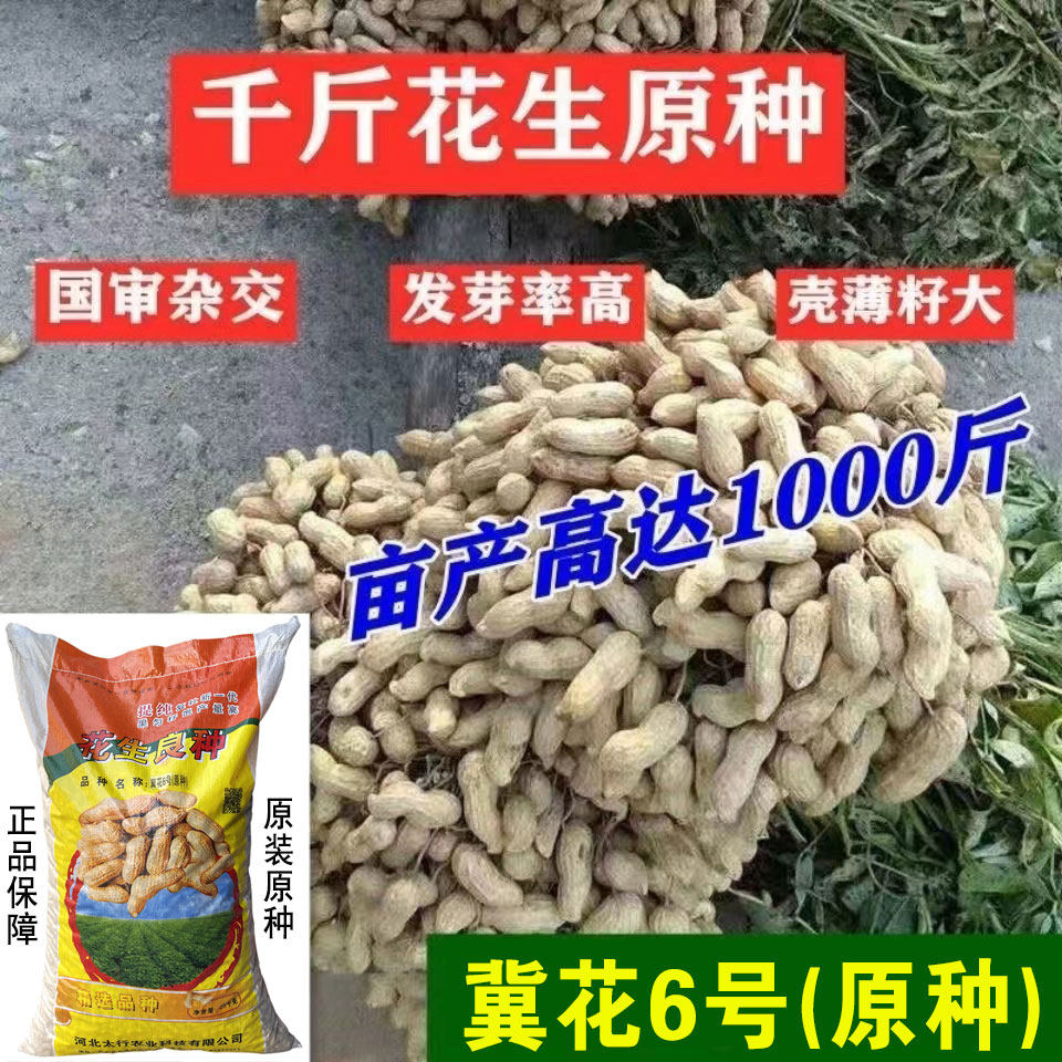 冀花5号 山东农家自种带壳花生种子抗病早熟白皮薄皮高产大田品种