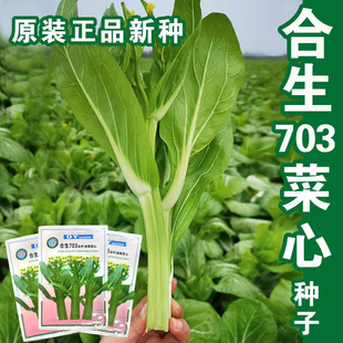 合生703甜菜心种子广东四九菜苔薹种籽矮脚青菜尖叶油绿油青四季