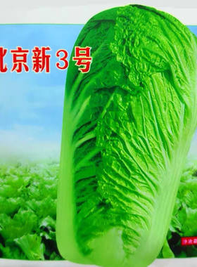 北京三号大白菜种子抗病高产