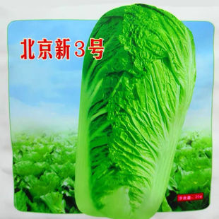 北京新三号大白菜种子抗病高产冬储包心新北京籽蔬菜种子大全北方