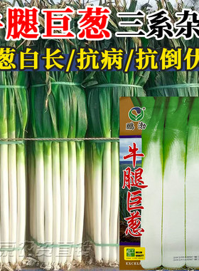 牛腿巨葱种子四季播高产抗病抗倒