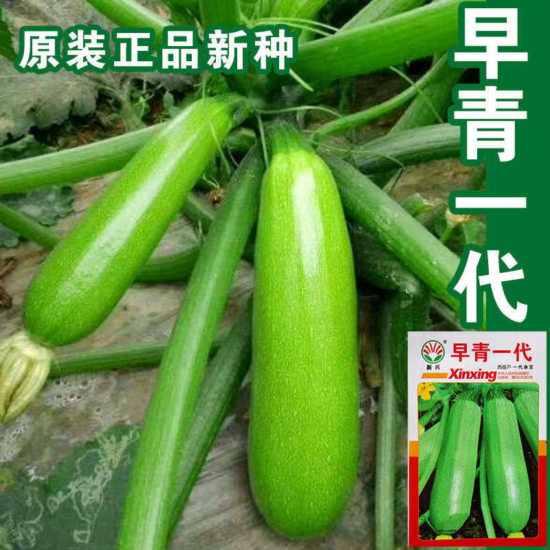 早熟杂交西葫芦种子西葫种籽占瓜菜茭瓜籽种西湖瓜春季秋季四季播_虎窝淘