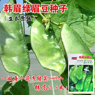 韩育绿眉豆种子绿扁豆角大宽扁豆种籽结荚多高产抗病大田蔬菜种孑