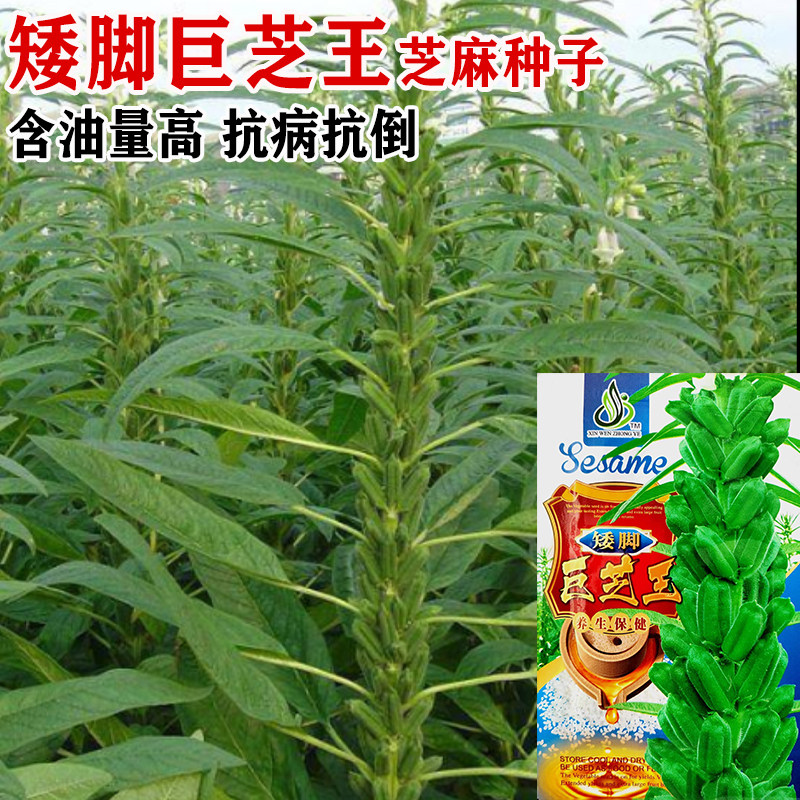 矮脚高产白芝麻种子高油图片