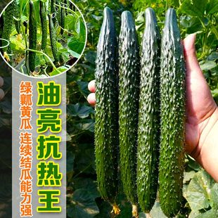 油亮抗热王黄瓜种子耐热强雌绿肉黄瓜种籽抗霜霉病枯萎病亩产万斤