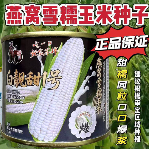 拖车头燕窝雪糯玉米种子超甜糯