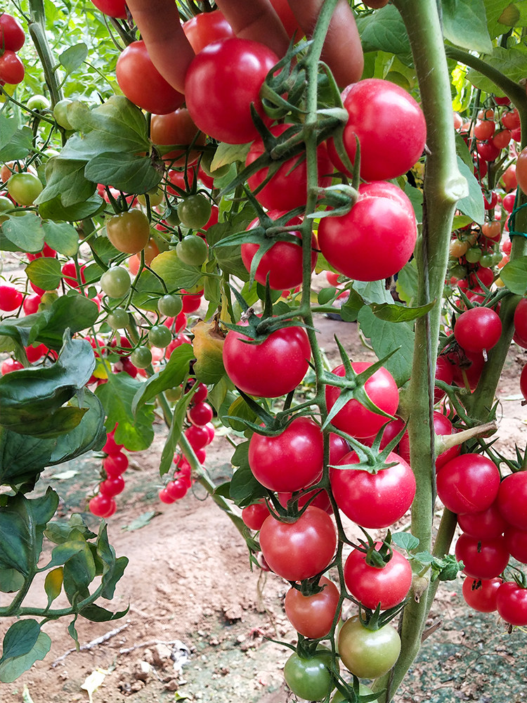 粉贝贝番茄种子西红柿种孑圣女果小柿子春季四季夏秋冬樱桃小番茄