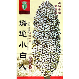 璐通小白人白高粱种子粘糯高粱种子耐瘠薄抗旱抗老大田高产种孑