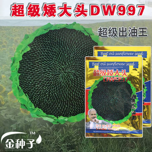 矮大头DW997油葵种子向日葵食葵籽高油高产矮生葵花籽美国矮大头