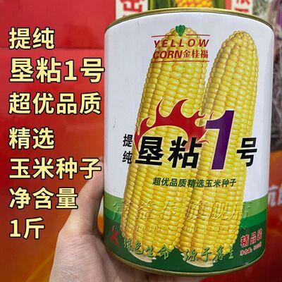 糯玉米东北老品种黄粘玉米种子