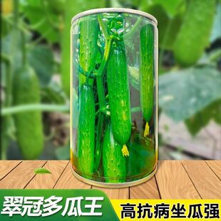 翠冠多瓜王水果黄瓜种子旱黄瓜种籽皮薄味浓刺瘤少杂交高产黄瓜