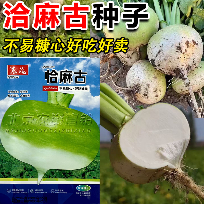 恰麻古种子布留克种籽恰玛古蔬菜种子圆蔓菁芜菁圆盘菜土苤蓝蔬菜