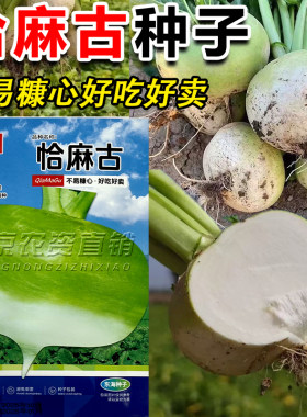 恰玛古布留克种子圆蔓菁土苤蓝