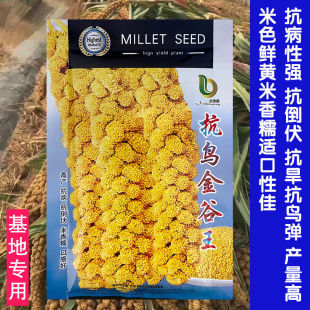 抗鸟金谷王黄谷种子黄小米春夏季鸟不吃毛谷抗倒伏高产粟米种籽孑