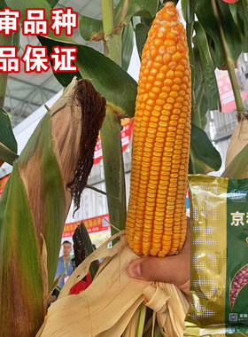 大田玉米种子长势强产量高
