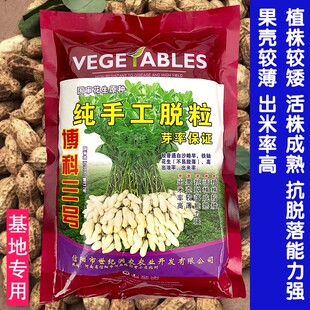 高产花生种子博科三号鲁花11号丰大小白沙四粒红花生种籽罗汉果