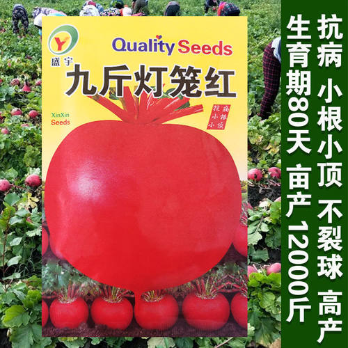 种子秋季高产红萝卜