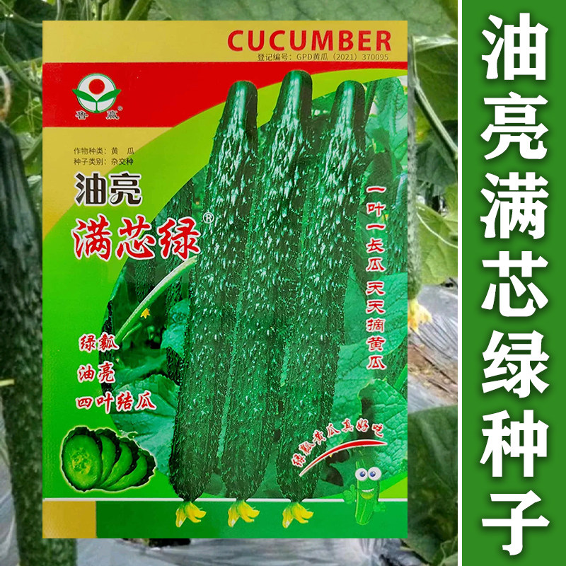 绿心黄瓜种子 高产绿叶三博美9号黄瓜籽耐寒耐热早春夏秋季蔬菜孑