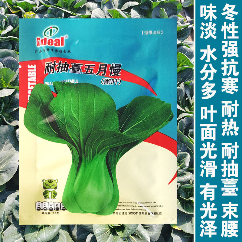 黑叶五月慢青菜种子秋季种籽阳台秋天易种油菜种子种室内盆栽菜籽,鲜花速递/花卉仿真/绿植园艺,家庭园艺种子,淘宝优惠券,粉丝福利购,淘宝优惠卷