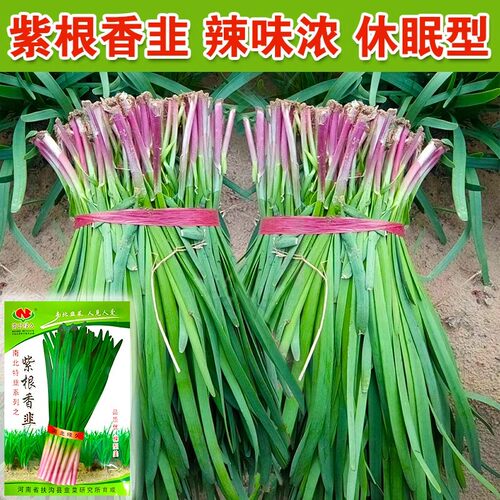 紫根韭菜种子独根红韭菜籽小细叶土韭菜种籽红根农家本地四季耐