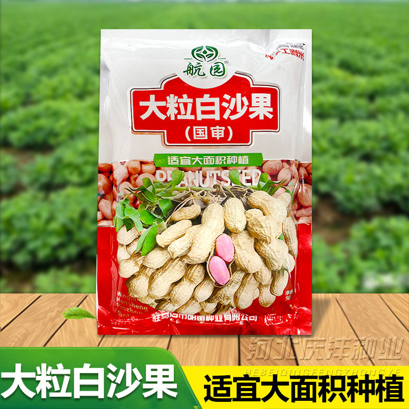 大小白沙带壳原种花生籽春季大粒白沙果花生种子原种早熟山东鲁花