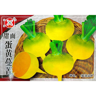 甜面蛋黄蔓菁种子秋季播肉大头菜抗耐热肉黄色秋季蔬菜种子