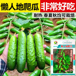 懒人地爬瓜黄瓜种子不搭架满地爬黄瓜种孑无架旱黄瓜种籽春秋种