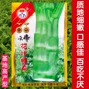 花叶特大棒菜种子秋季耐寒蔬菜种孑芥菜头笋子芥种四川棒棒菜种籽