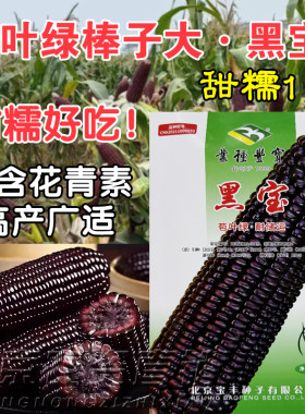 黑甜糯玉米种子大棒甜加糯
