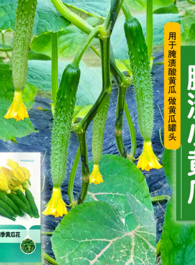 酱青瓜腌制菜小黄瓜乳黄瓜种子咸菜泡菜黄瓜花种籽四季春季蔬菜