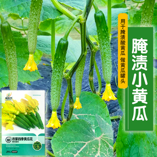 酱青瓜腌制菜小黄瓜乳黄瓜种子咸菜泡菜黄瓜花种籽四季春季蔬菜