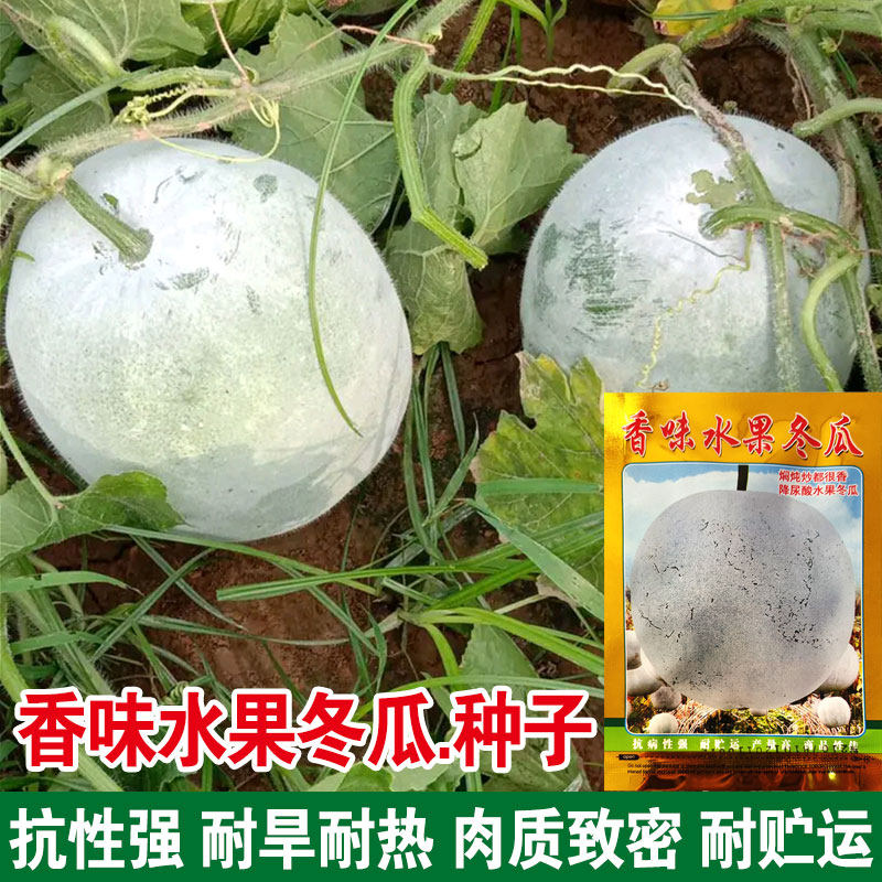 香味水果冬瓜种子广东粉皮香芋冬瓜种籽春秋播种高产易种大田蔬菜