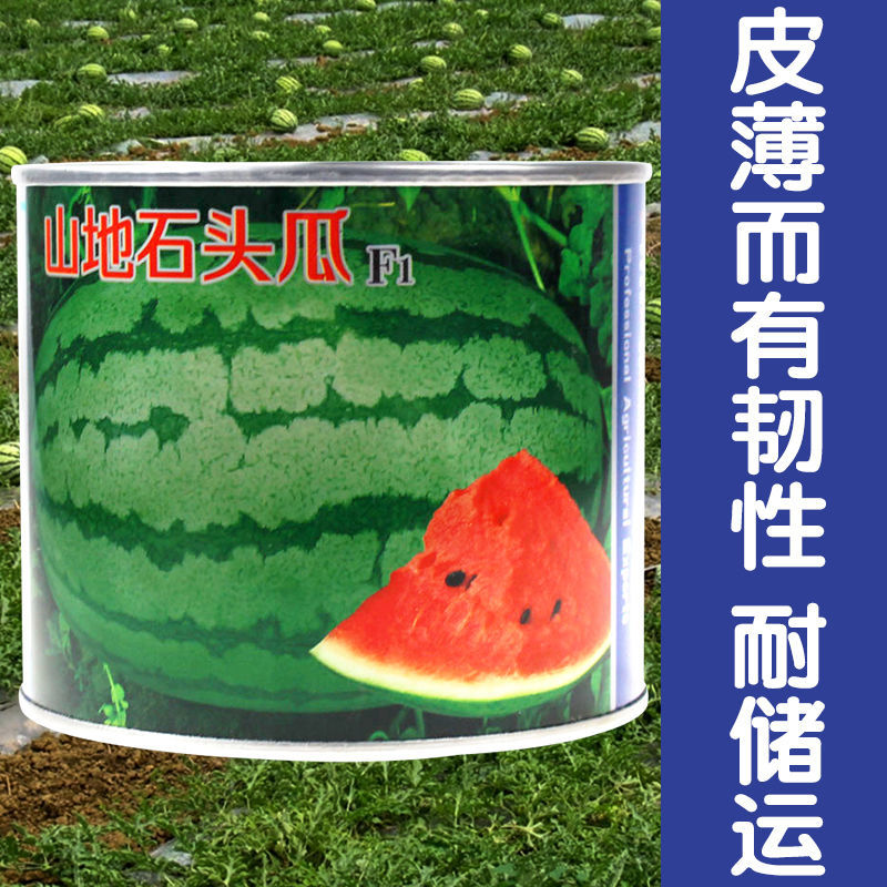 山地石头瓜西瓜种子懒汉瓜王西瓜种籽抗重茬耐贮运特大瓜果种孑
