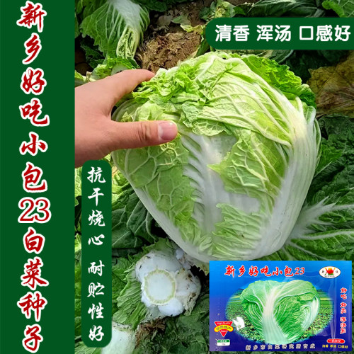新乡好吃小包头白菜播种大白菜