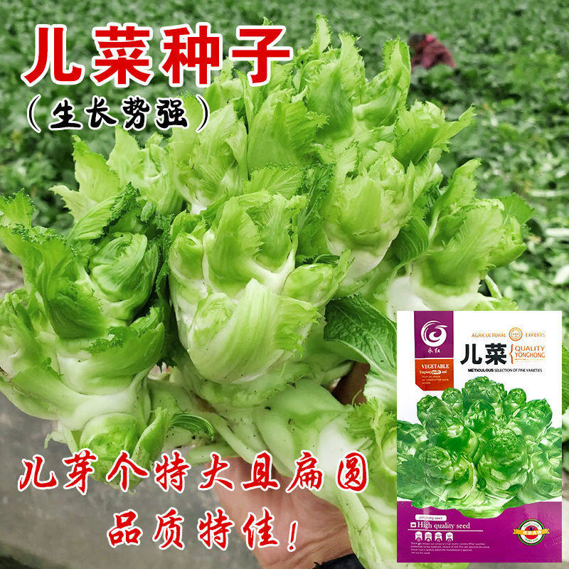 四川儿菜种子芥菜种籽抱子芥兰菜娃娃菜籽秋季农家田园蔬菜种孑