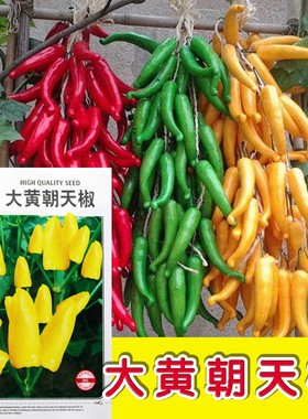 蔬菜种子大黄朝天椒种子香辣尖椒黄色辣椒籽指天椒小米椒盆栽大田