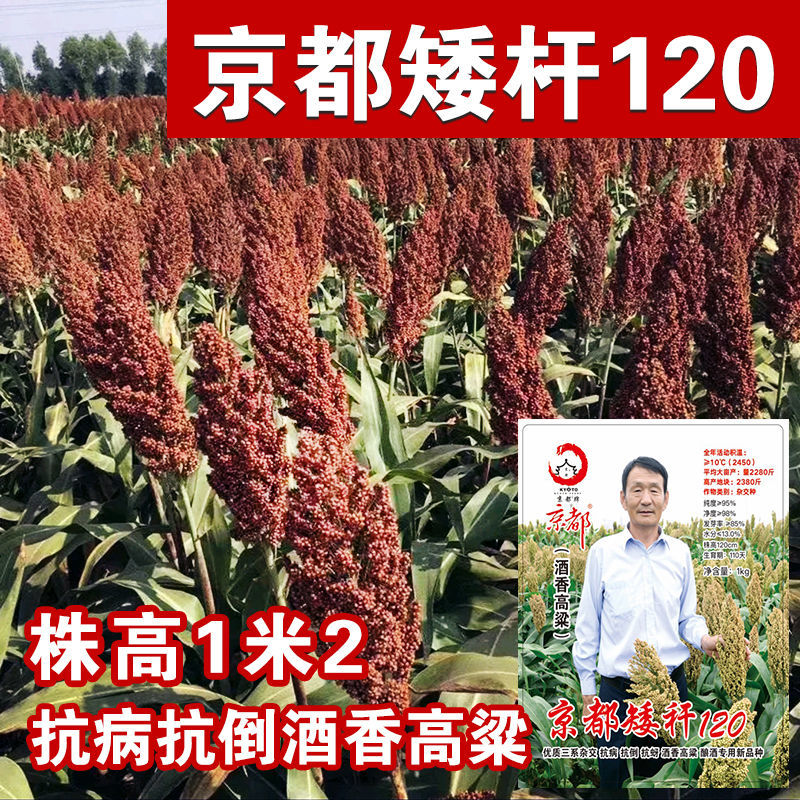 京都矮杆高粱种子酿酒红高粱种籽抗病高产抗倒伏红高粱种孑大田