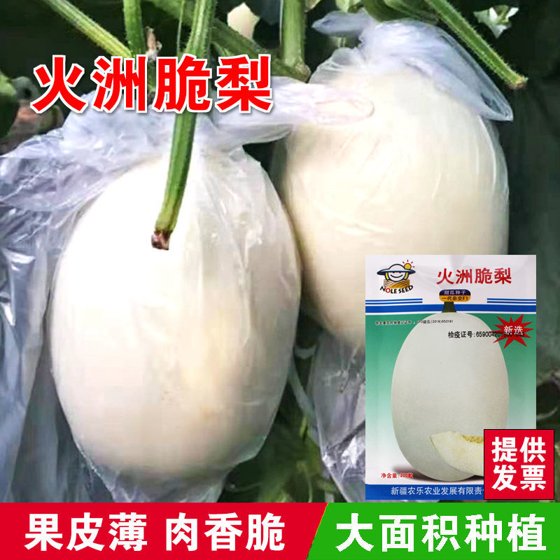 火洲脆梨甜瓜种子高糖超甜白脆香瓜甜瓜种籽春季四季盆栽露天大棚