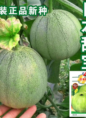 日本甜宝甜瓜种籽特大正品白种籽春季四季种孑水果种子超甜香瓜籽