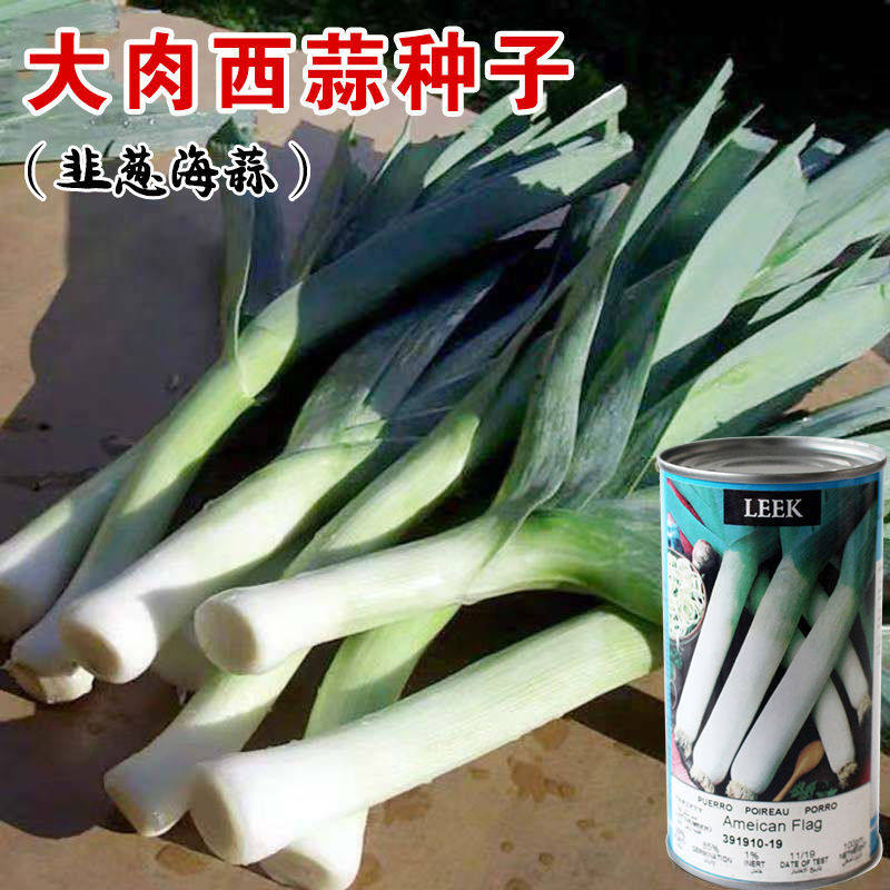 美国大肉西蒜洋大蒜苗种子西洋蒜薹种籽洋蒜苗大田高产抗病蔬菜孑