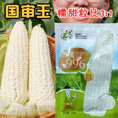金牛星白糯996甜糯玉米种子