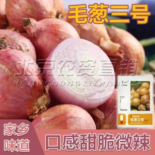 东北小毛葱种子红葱头盆栽阳台四季种植红葱头高产蔬菜种子能吃