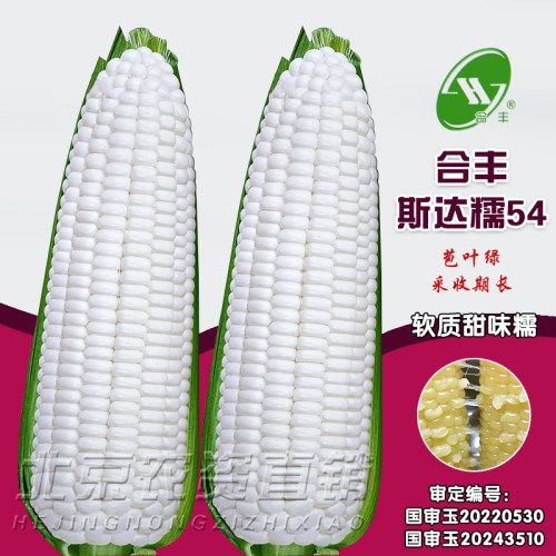 合丰白甜糯玉米种子大棒型
